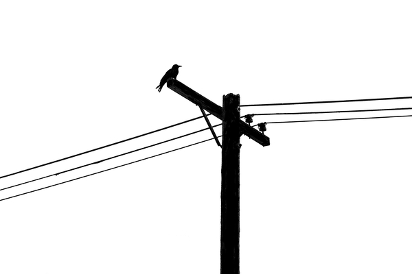 According to the Crows, Scene 1