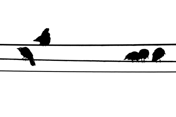 According to the Crows, Scene 2