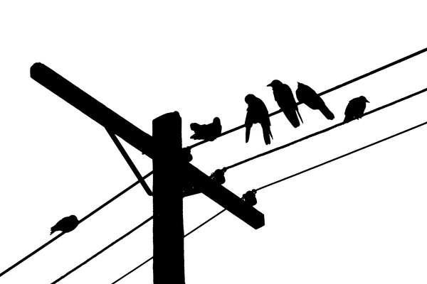 According to the Crows, Scene 3