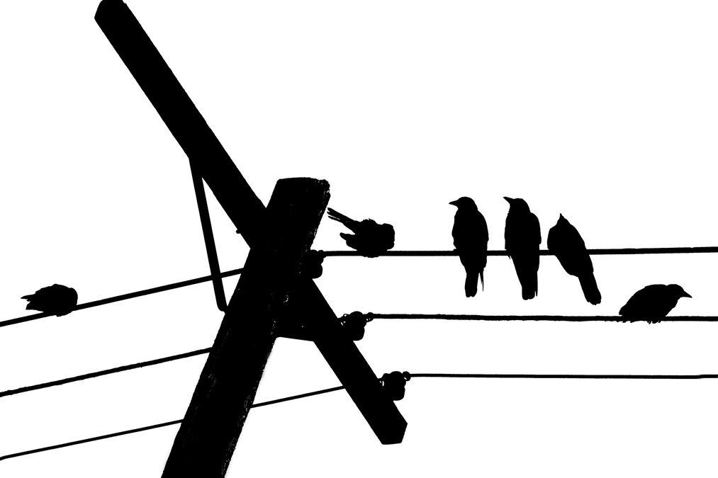 According to the Crows, Scene 5