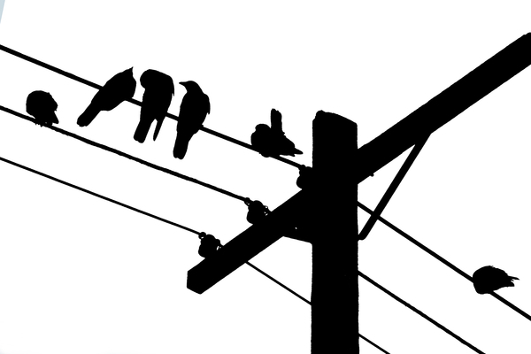 According to the Crows, Scene 4
