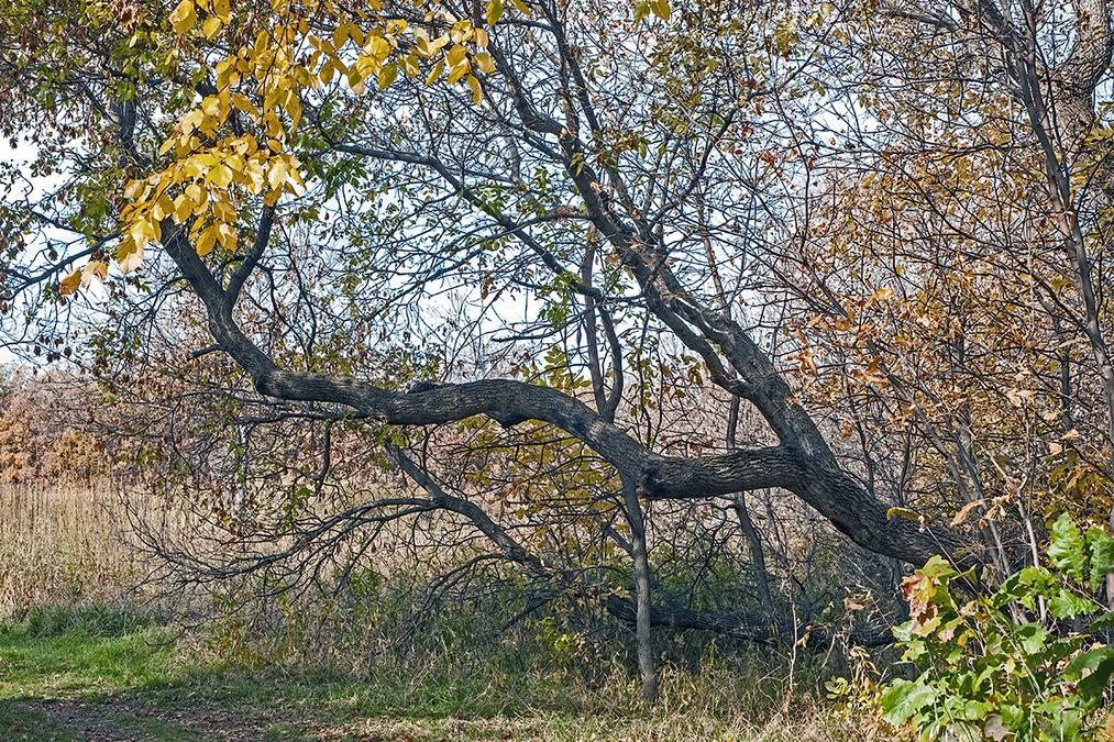 Beaudry Park 1