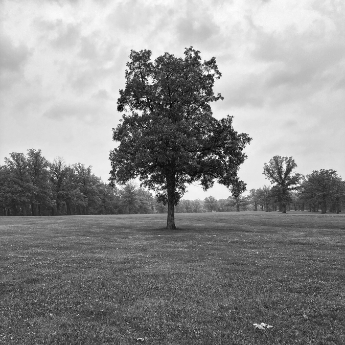 Burr Oak