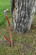 Drought Resistant Elm Tree