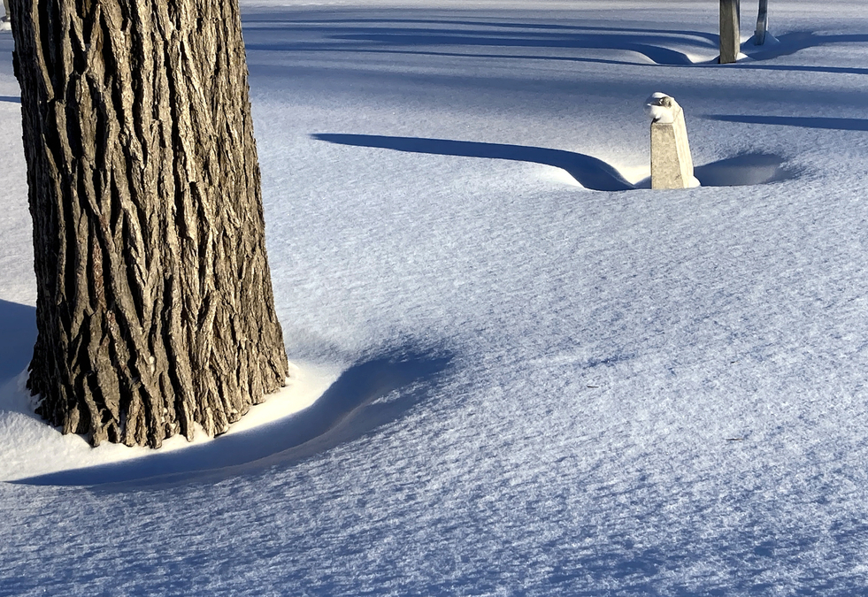 Elmwood Cemetery 3