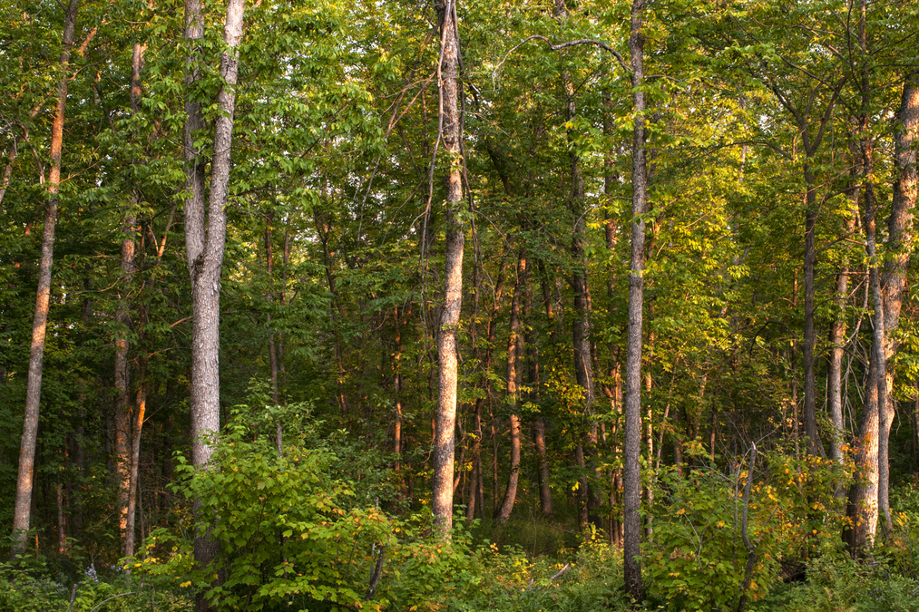 Hillside Beach Forest 1