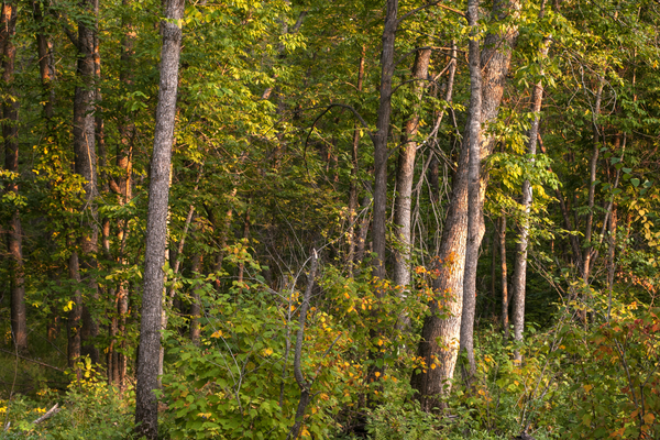 Hillside Beach Forest 2