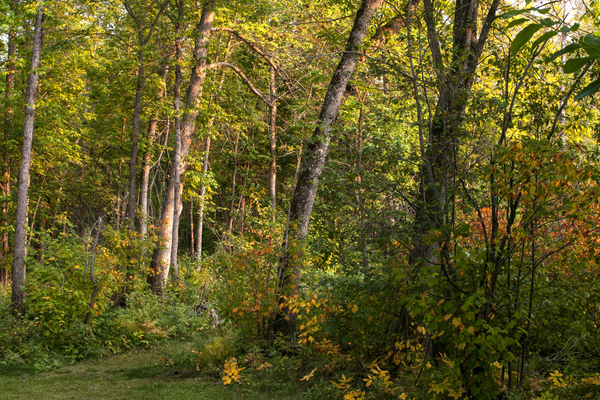 Hillside Beach Forest 3