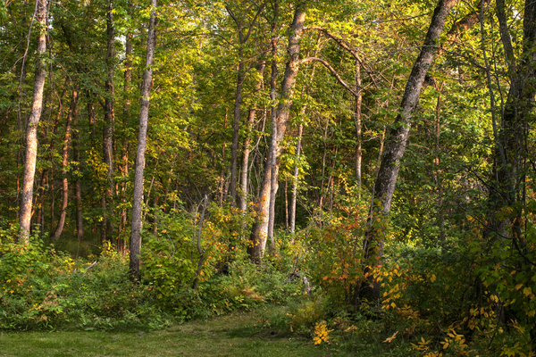 Hillside Beach Forest 4