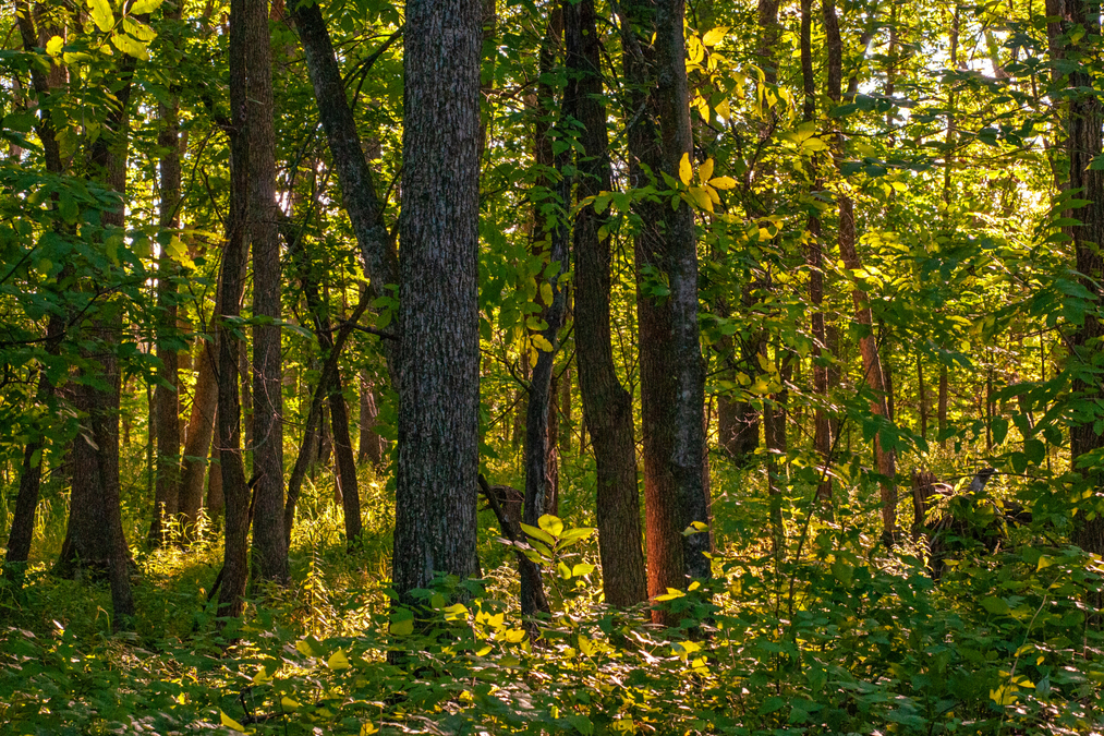 Hillside Beach Forest 5