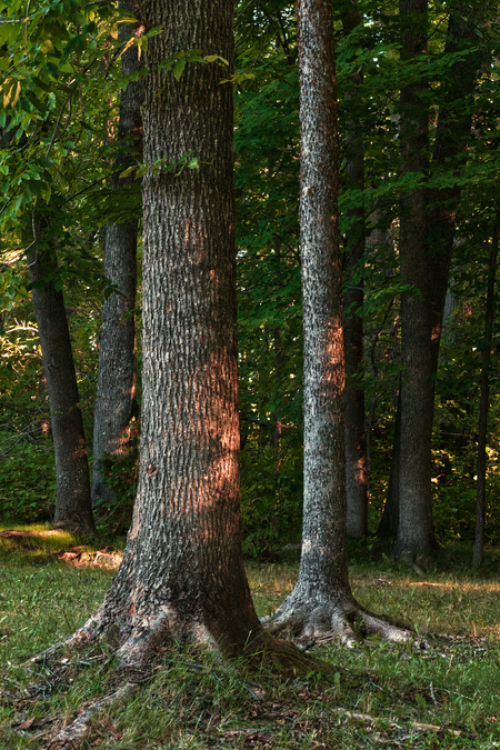 Hillside Beach Forest 6