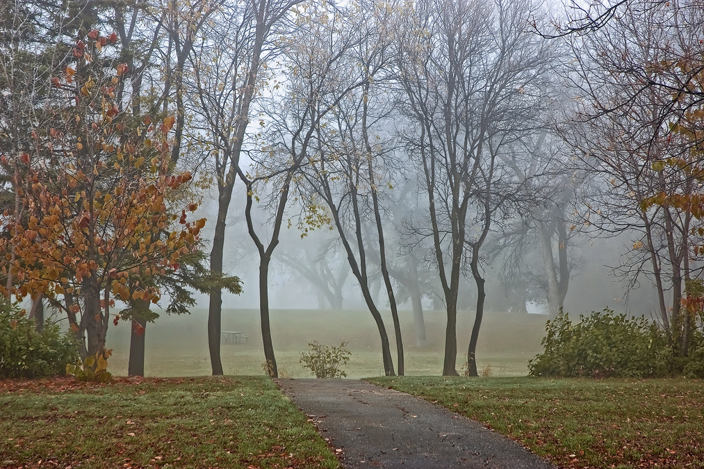 Morning Fog 1