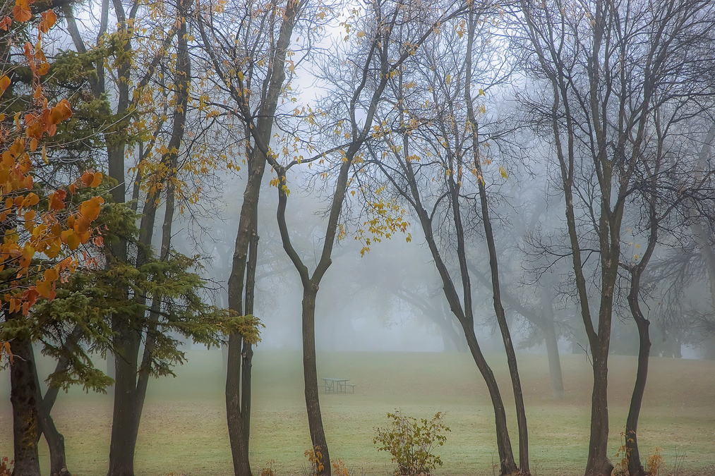 Morning Fog 3