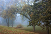 Morning Fog 6